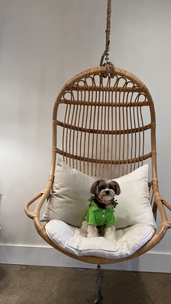A dog relaxing in the rattan hanging chair inside Pure Green Mizner Park
