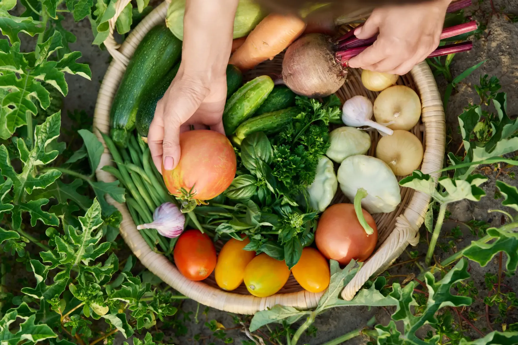 Vegetable Juice Power: The 10 Best Veggies for Your Daily Blend