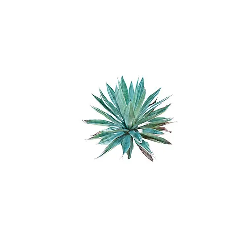 agave