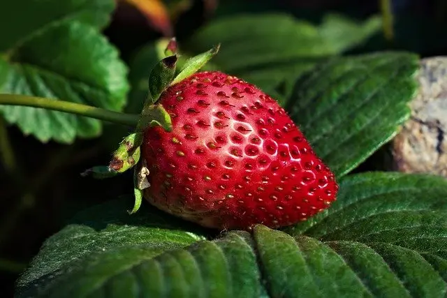 strawberry superfoods in pure green juices and smoothies