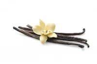 Vanilla Vanilla